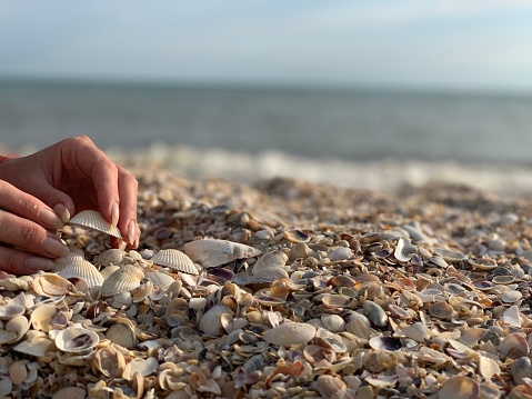 Looking down on lots of small empty sea shells on a sandy beach on the Isle of Harris on the northwest coast of Scotland. Sunlight lights up the different shapes and sizes of the small shells.