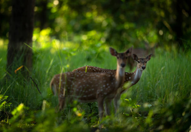 istock Spotted deers- Indian jungles 1368528898