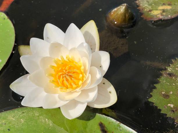 istock White water lily close up. 1368529096
