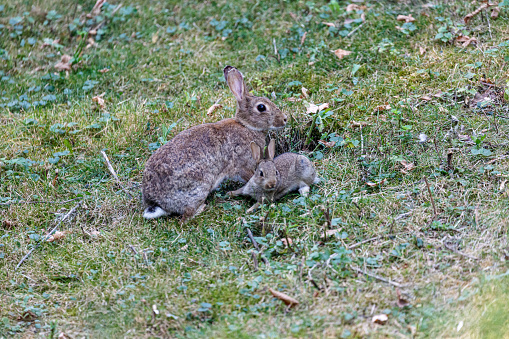 Young wild rabbit on grass in garden