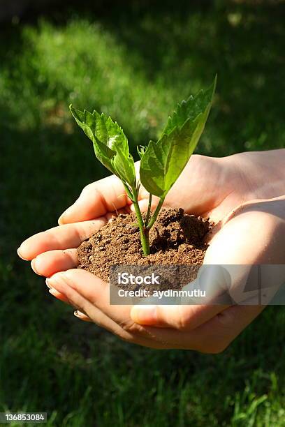 Plant In Hands Stockfoto und mehr Bilder von Anfang - Anfang, Ansicht aus erhöhter Perspektive, Baum