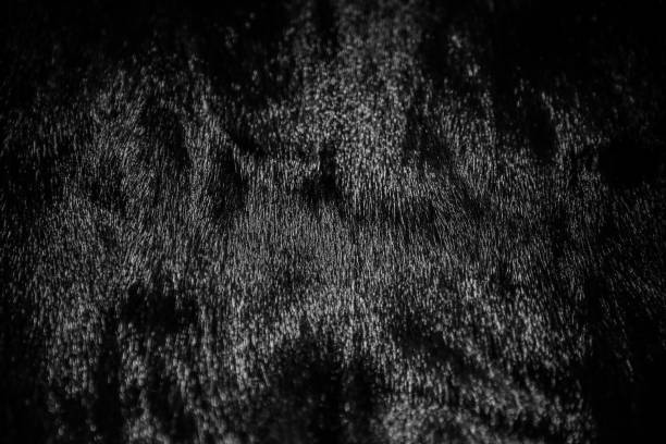 ミンク毛皮のコートクローズアップ、黒ミンクの毛皮のクローズアップ、天然ウールのハイライト - softness wildlife horizontal black and white ストックフォトと画像