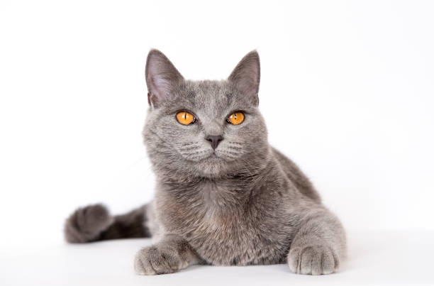 British Shorthair blue young cat with orange eyes on a white background isolate British Shorthair blue young cat with orange eyes on a white background isolate longfin spadefish stock pictures, royalty-free photos & images