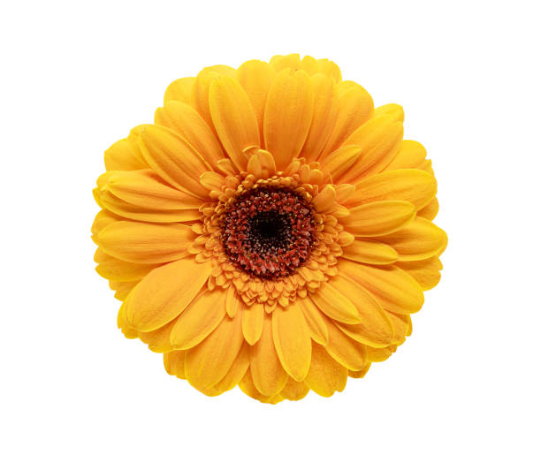 istock Isolated orange gerbera flower on white background 1368532274