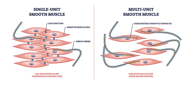 Single unit vs multi unit smooth muscle structure differences outline diagram. Labeled educational scheme with gap junction contraction and motor control vector illustration. Digestive tract cells.