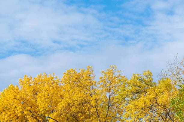 Yellowed crown of tree against blue background of cloudy sky. Autumn landscape on sunny day.