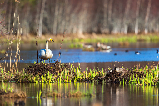 Whooper swan on a nest in a wetland at springtime
