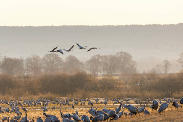 istock Flock of cranes on a field in spring 1368535703