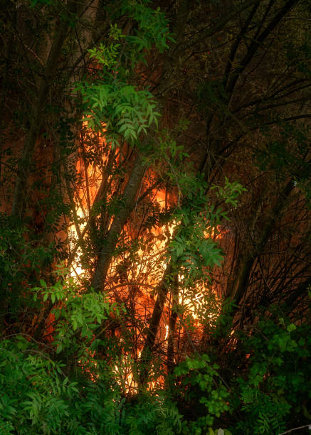Wildfire