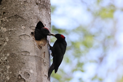 A pileated woodpecker is seen making a nest in a tree trunk.  The woodpecker has a bright red crest on its head.  The bird is the same size as a pigeon.  It is large for a woodpecker.  In this photograph, the wild bird is making a hole in a tree to be used for nesting.  The blue sky can be seen in the background.  This bird is found in the Costa Rica rainforest.