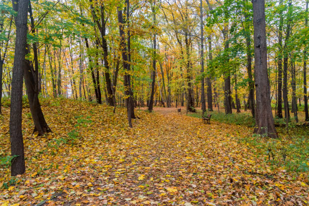park brzeznienski jesienią w gdańsku. - maple tree tree autumn red zdjęcia i obrazy z banku zdjęć