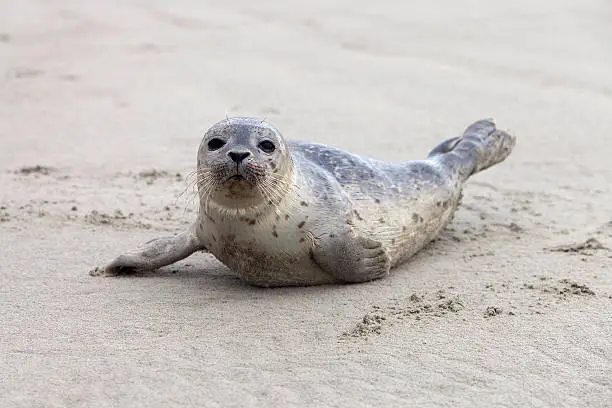 lone baby seal on ameland in holland
