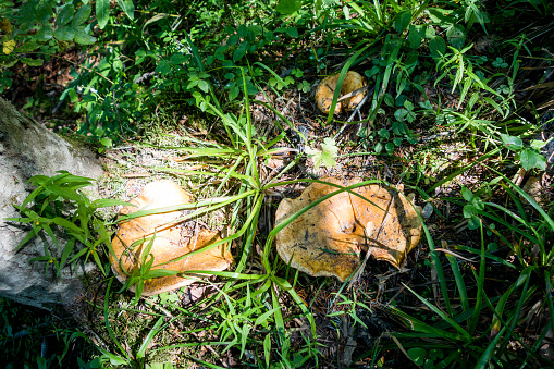 Mushroom closeup view in a mountain forest. Haute Savoie, France