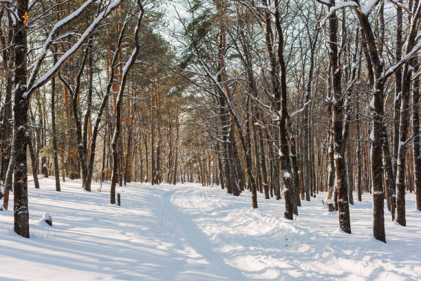 雪の多い冬の森を通る道。美しい景色 - rural scene russia ski track footpath ストックフォトと画像