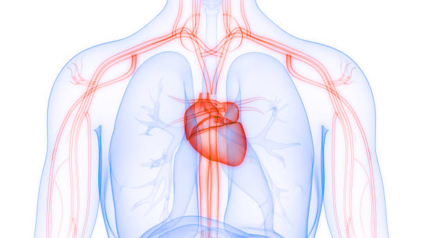 istock Human Circulatory System Heart Anatomy 1368538145