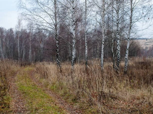 istock field and forest in cloudy weather 1368538452