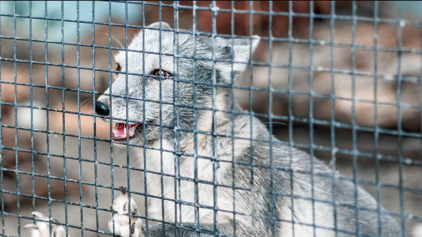 Gray arctic fox behind bars, closeup portrait