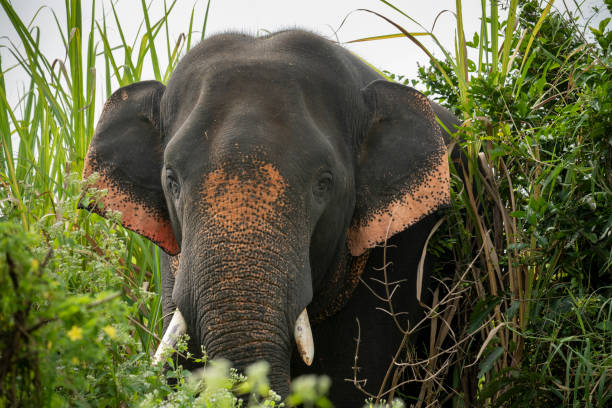 os elefantes selvagens - elefante asiático - fotografias e filmes do acervo