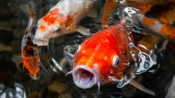 istock Red koi carp fish with open mouth in water surrounded by other koi 1368539739