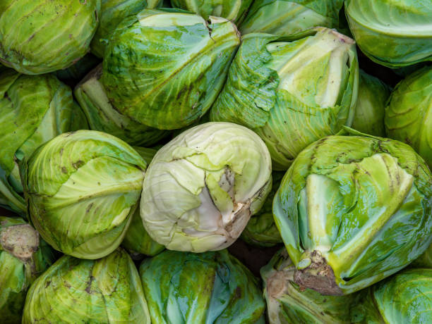 istock Harvest heads of cabbage on a pile. 1368541309