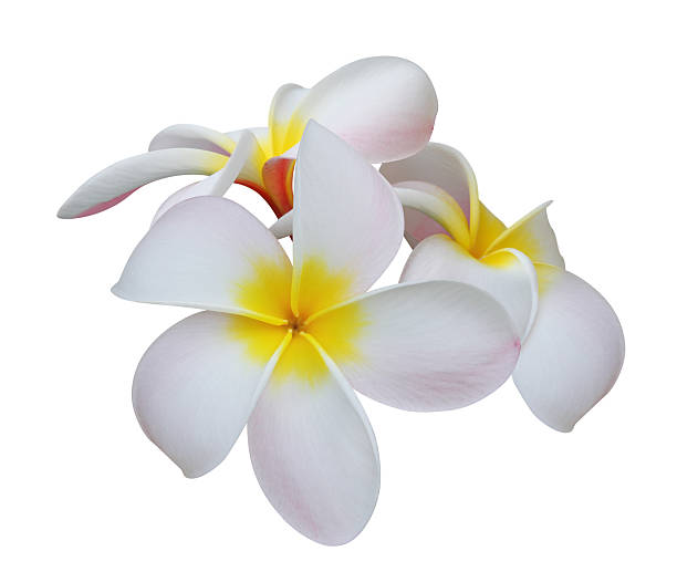 푸루메리아 (plumeria) - relaxation bali spa treatment frangipani 뉴스 사진 이미지