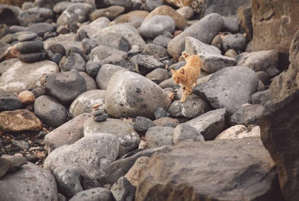 istock High Angle View Of Cat On Pebbles And Rocks 1368541639