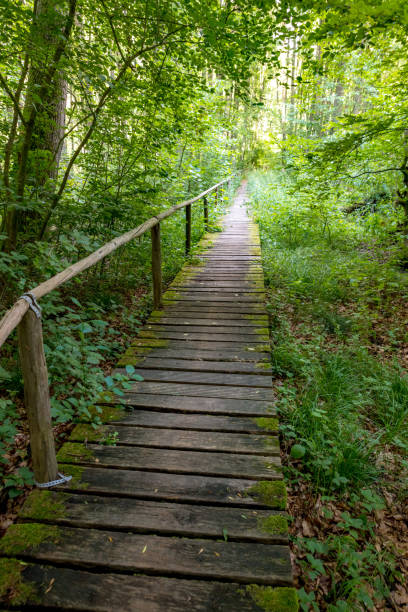 istock Boardwalk through a German Moor forest landscape with ferns, moss, and grass 1368541648