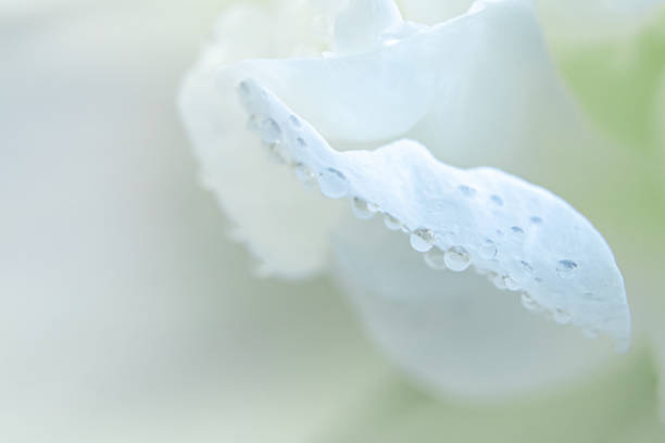 Dew drops on white flower petals close-up. Spring delicate flowers. Background for greeting card. Copy space.