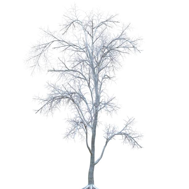 istock Winter tree in the snow isolated on white background 3d illustration 1368543016