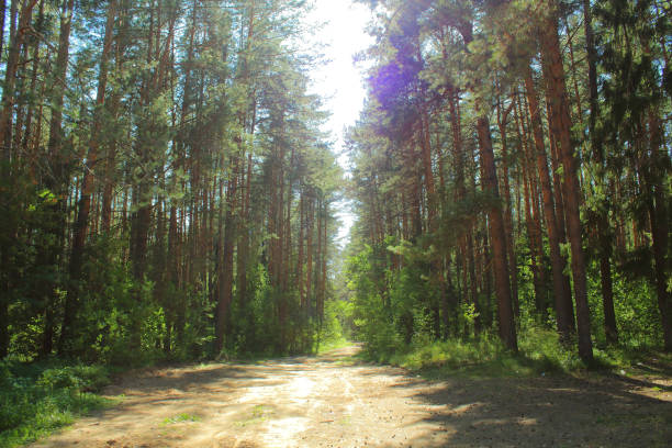 istock The road is in a pine forest. Background. Landscape. 1368543333