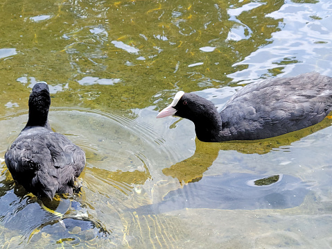 A coots swimming in a London Park