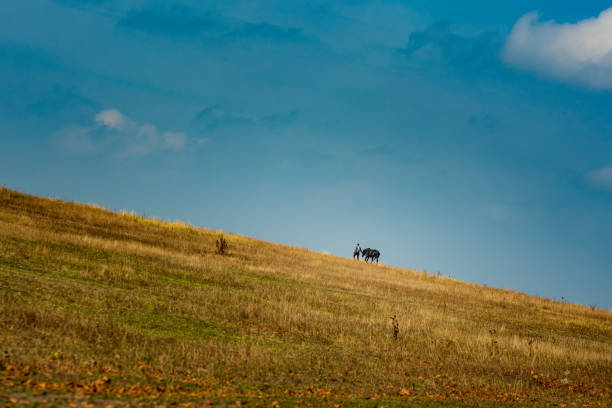 istock A man walks next to a horse in a field 1368544481