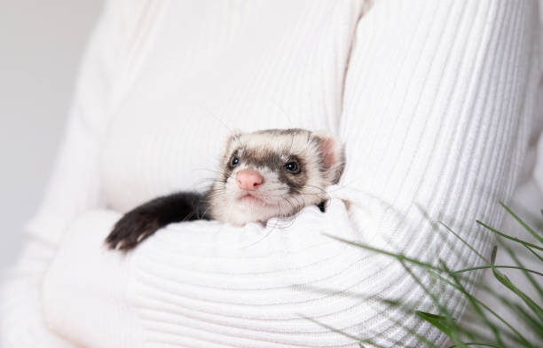 istock Ferret pet on a white background, isolated. 1368544605
