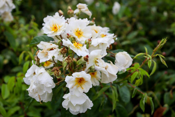 istock white old fashioned roses in the garden 1368544699