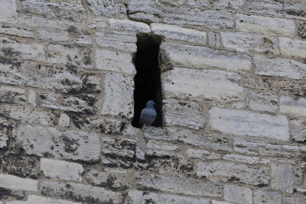 Dove in the church tower