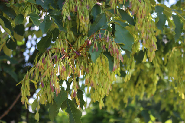 istock Laburnum anagyroides tree with green seeds 1368546448