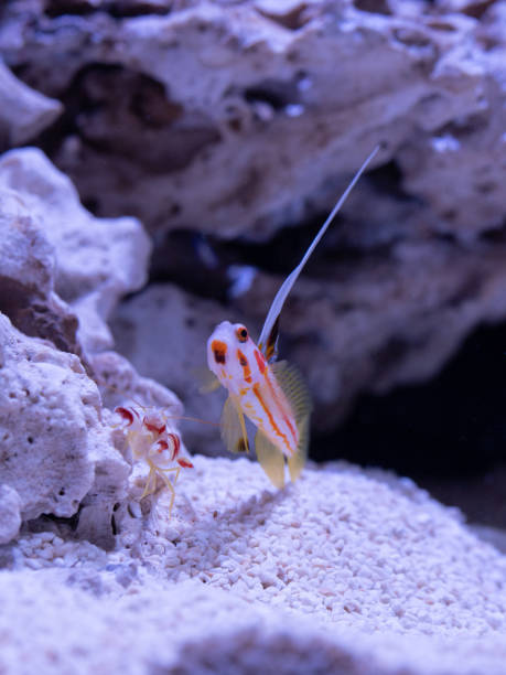 Reef Life Yasha goby (Stonogobiops yasha) and pistol shrimp (Alpheidae) pair looking for food. shrimp goby stock pictures, royalty-free photos & images