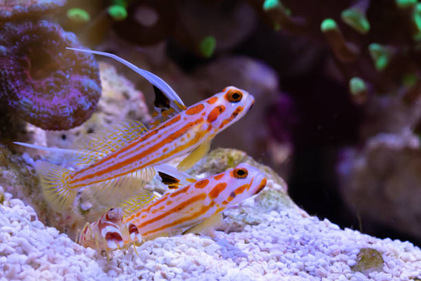 Reef Life Yasha goby (Stonogobiops yasha) pair and pistol shrimp (Alpheidae) looking for food. shrimp goby stock pictures, royalty-free photos & images