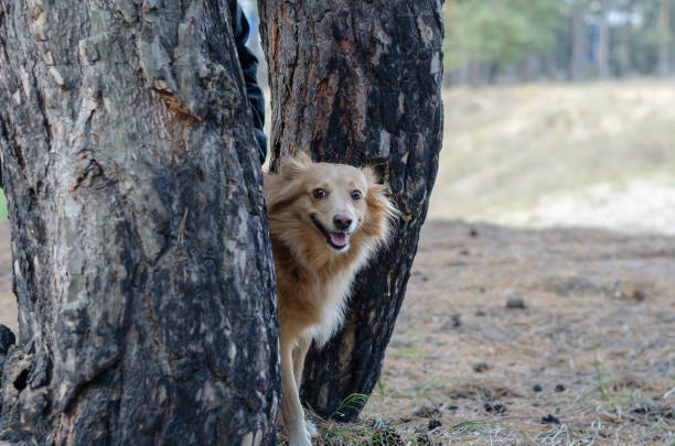 Shetland Sheepdog is walking on the street.