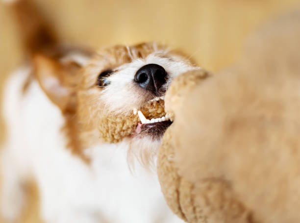 istock Playful active pet dog playing with a toy 1368547309