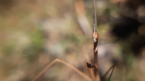 istock Close up of beautiful stick mantis 1368547585