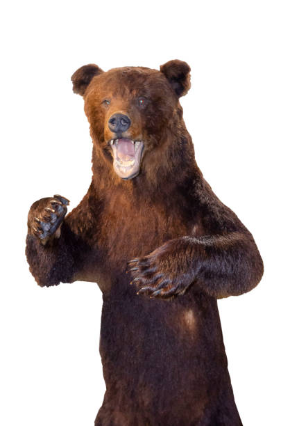 istock Stuffed menacing growling brown bear on a white background 1368548388