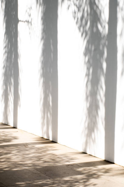 istock Light and shadow on a white wall. The shadow of palm trees on a white wall. Trending summer background for promotion and sale of products 1368548397