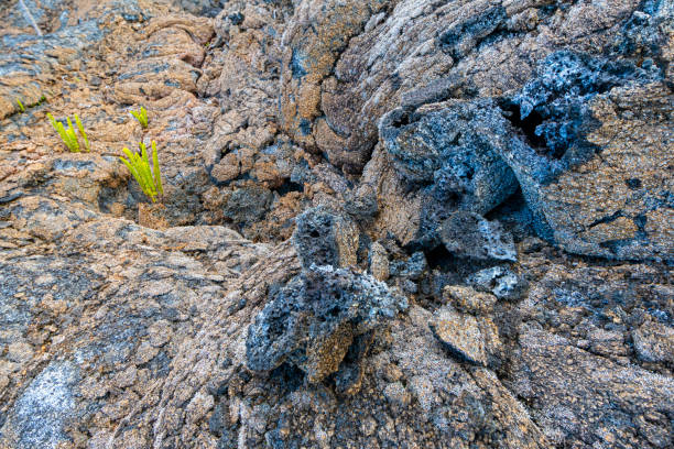 Ferns and lichens in lava flow, Reunion Island, Piton de  la Fournaise lava flow in the East. Forêt domaniale du Grand Brûlé
