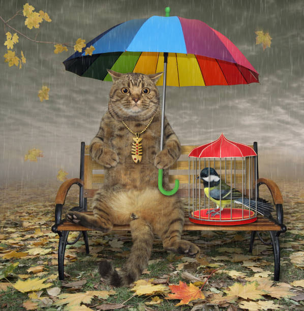 istock Cat sits on bench under umbrella in fall park 2 1368549702