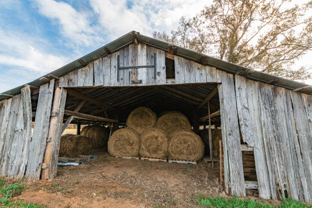 Round hay bales stored in an old weathered wooden barn to protect from the elements.