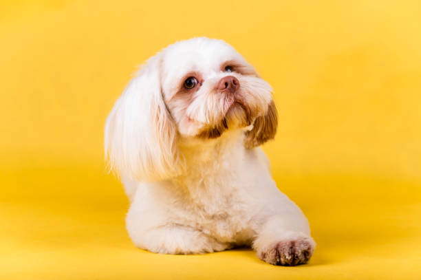 istock Shi tzu dog portrait 1368550733