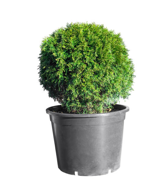 Ball trimmed thuja in plastic pot isolated on white background. Big potted green thuya cutout Ball trimmed thuja in plastic pot isolated on white background. Big potted green thuya grow on backyard cutout. Round shape evergreen topiary tree in large flowerpot cut out, outdoor landscaping decor platycladus orientalis stock pictures, royalty-free photos & images