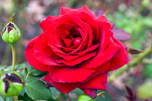 Free picture: Reddish English rose, a close-up of a rose flower on a ...