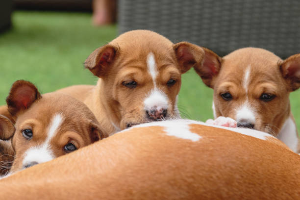 istock Basenji puppies laying together on green background 1368552138